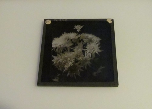 STUNNING Glass Magic Lantern Slide CHRYSANTHEMUM FLOWERS NO2 C1890 PHOTO - Picture 2 of 2