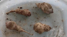 4 large red organic Jerusalem Artichoke  Tubers Ready for  PLANTING 