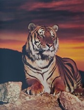 Tiger At Sunset Print
