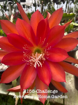 Rooted Epiphyllum Orchid Cactus  Challenge  Growing In 4  Starter Pot.