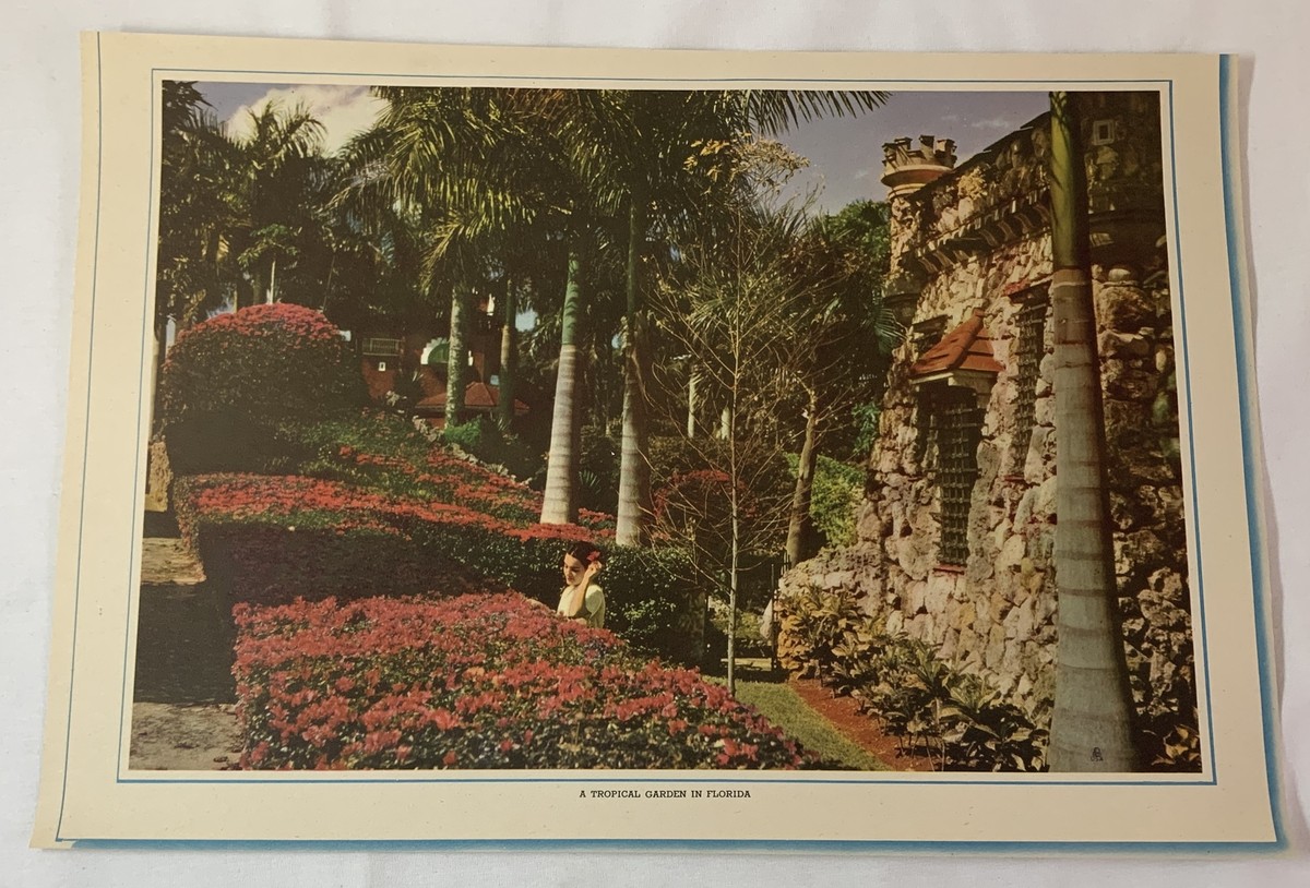 circa 1950s 11x16 calendar print ~ A TROPICAL GARDEN IN