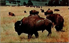 Vintage Buffalo of the Old West Bison in South Dakota Black Hills Postcard