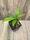Duguetia aff Confusa — photo 3