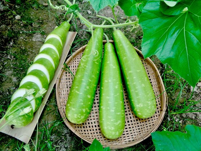 #ad #ad Big Bottle Gourd seeds Nice Green Bangladeshi Lau Seeds 10 Deshi Lau seeds $2.99