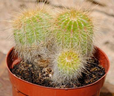 Kakteen,Eriocactus leninghausii,Notocactus,Pflanzengruppe,12er Töpfe,10cm Höhe