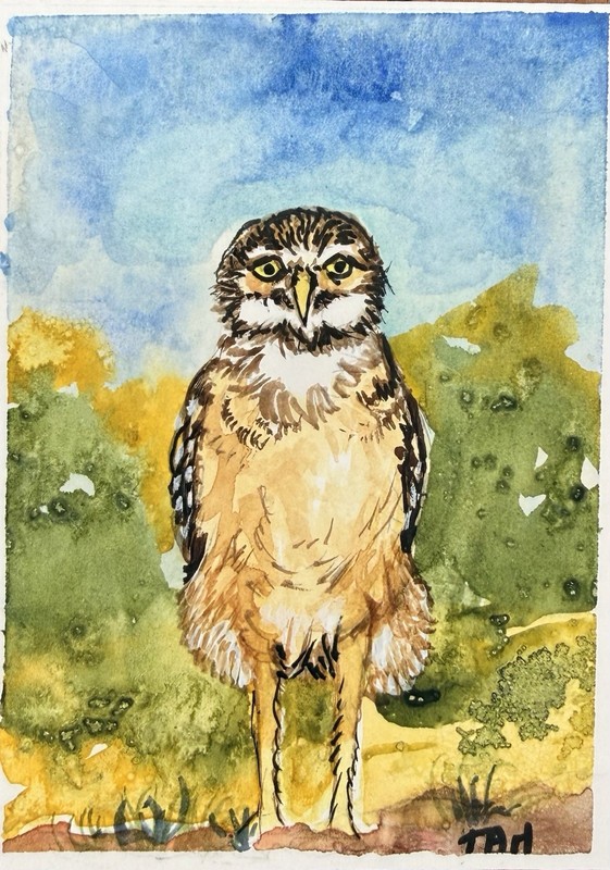 Tracey A Hunnewell Original Signed OOAK 'Juvenile Burrowing Owl' Watercolor ACEO