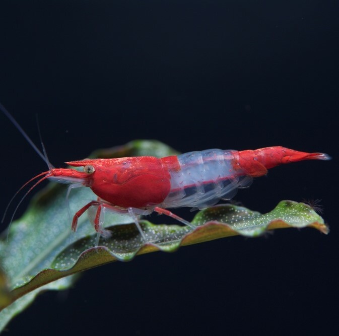10 esemplari di Caridina Red Rili per acquario