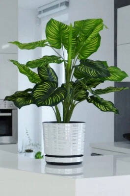 SPARKLE PLANTS White Plastic Flower Plant Pot with Saucer and Drainage Hole for All Houseplants