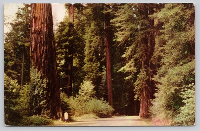 #ad #ad Vintage Union Oil Redwood Empire California Giant Redwoods Postcard $4.75