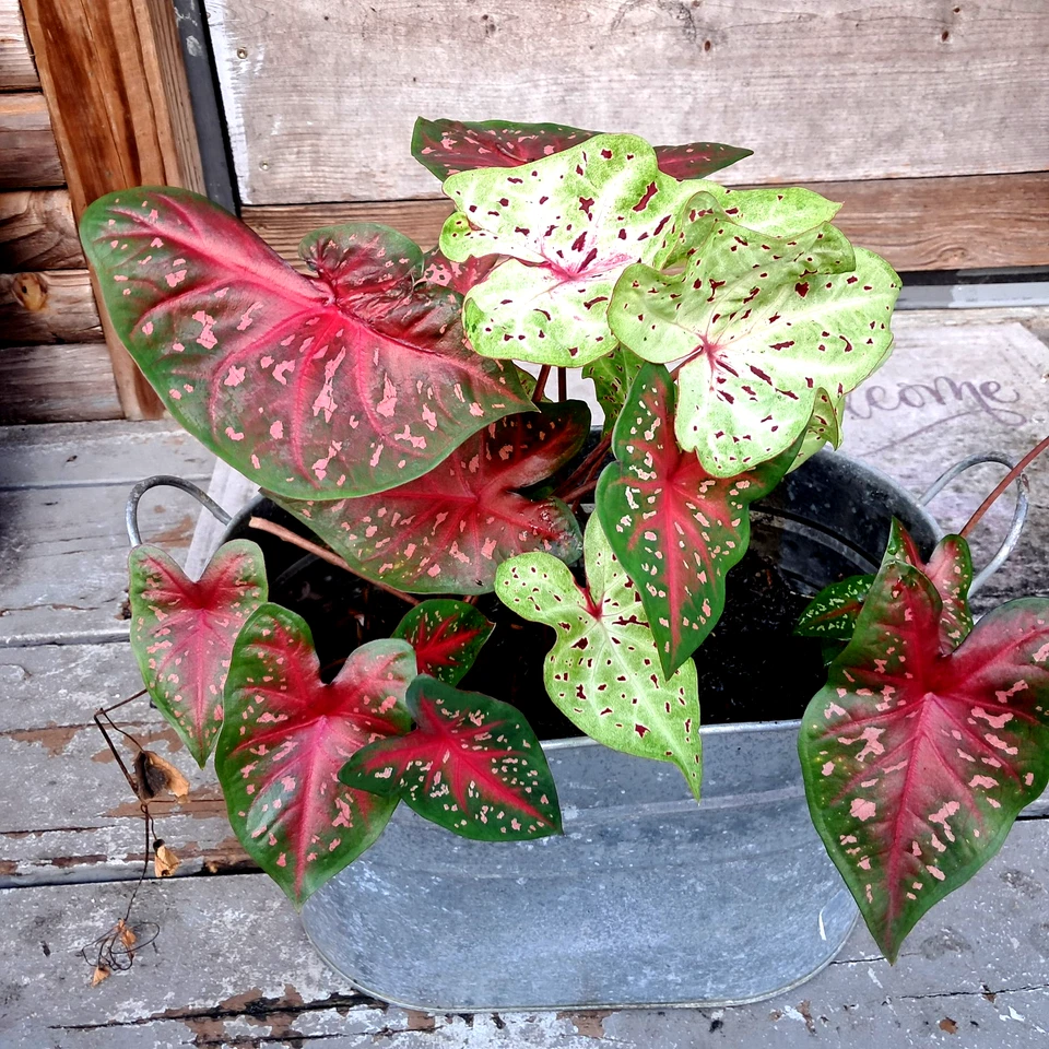 Bombillas de caladio para plantar, mezcla 6 bombillas varios colores de Florida Foto 4 de 4