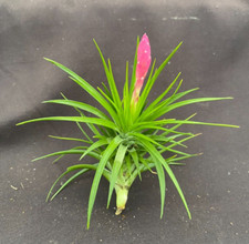 TILLANDSIA TENUIFOLIA 'EMERALD FOREST' BROMELIAD or AIR PLANT