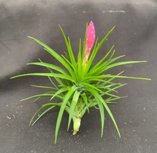 TILLANDSIA TENUIFOLIA 'EMERALD FOREST'  BROMELIAD or AIR PLANT