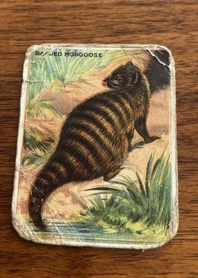 1909 BANDED MONGOOSE T29 Hassan Cigarettes ANIMALS