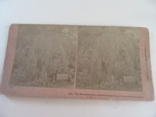 1893 Columbian Exhibition Stereoview Card Of Horticultural Hall-Mammoth Fern
