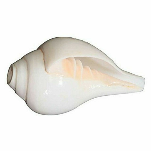 Sacred Shankha Sound Natural Shankh Conch Shell Vamavarti Divine Holy ...