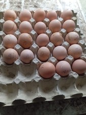 UOVA Feconde Fertili Amrock