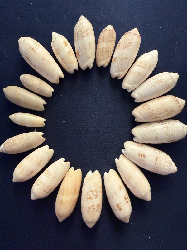 20 Premium Florida Lettered Olive Shells Large Natural Seashell Collection Decor