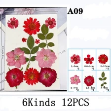 12PCS Real Pressed Dry Flower collection, red Flowers leaves as picture FHT506