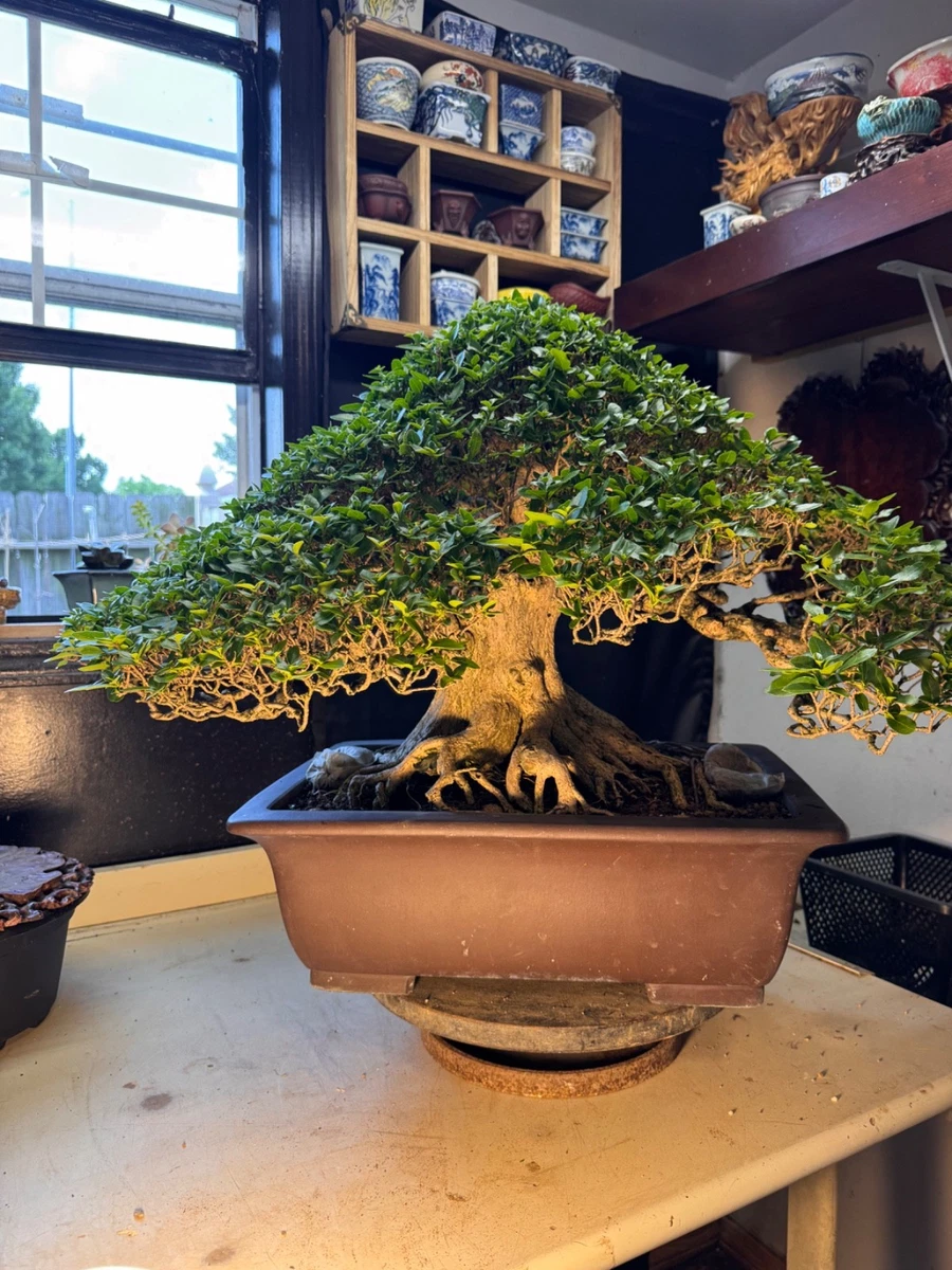 Outdoor Bonsais for sale - eBay