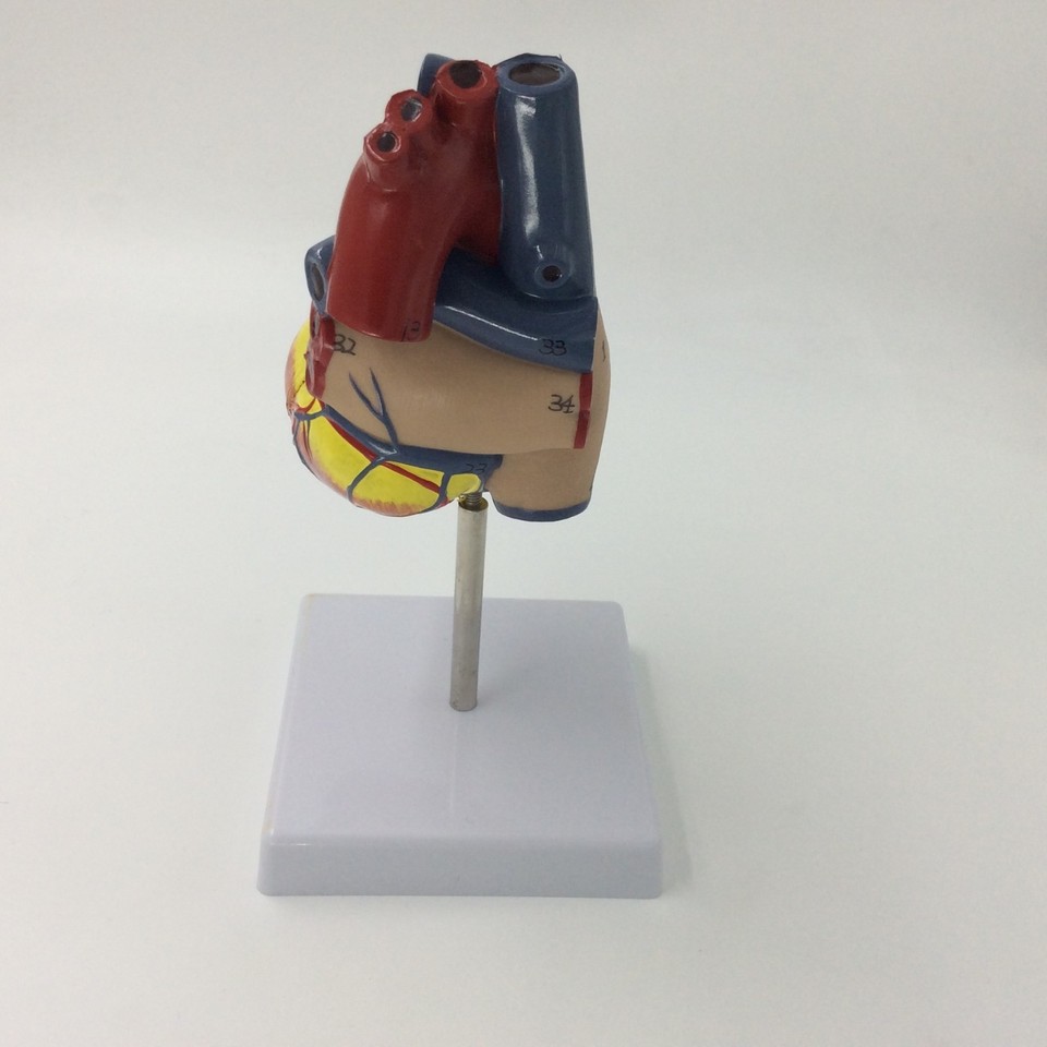 Plastic Human heart model anatomical anatomy heart mode medical ...