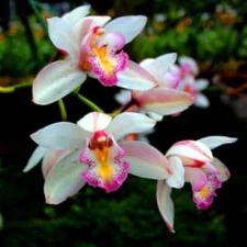 Aloha Orchid Fragrance Oil ~ For Candle, Soap, Lotion, Bath & Body & Crafts