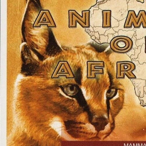 Malawi Animals of Africa Mammals Profeus Aurata Cats Souvenir Sheet Mint NH - Image 3 of 4