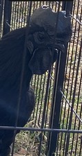 Rare Full Blood Solid Black Ayam Cemani Fertile Hatching Eggs 6 If I Have Extra