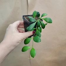 Hoya heuschkeliana – Rare Wax Plant | Fragrant Flowering Hoya | 3" Live Plant