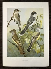 VTG Flycatcher Bookplate George Miksch Sutton Lithograph Bird Portraits In Color