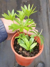 X3 YES THREE plants Galium odoratum Sweet Woodruff 9cm Pots wildflower perennial