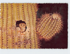 Postcard Elf Owl Lives in Giant Saguaro Cactus