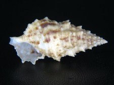CERITHIUM ECHINATUM: DIVER COLLECTED @ 45ft OFF WAIANAE AT 39.82mm!