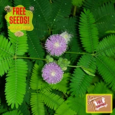 Fresh Sensitive Plant Seeds | Mimosa Pudica | Heirloom Non-GMO | Flowers