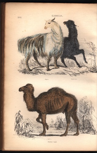 Animal Kingdom Georges Cuvier Audubon Birds Zoology Color Plates 1863 Near Fine - Picture 11 of 12