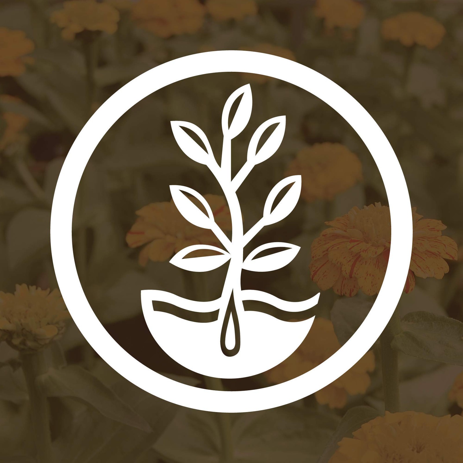 No-Till Winter Rye Seeds - 5 Lbs - Non-GMO Rye Grain Cover Crop Seeds by .