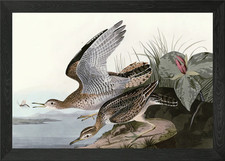 Bartram Sandpiper Framed Wall Art Poster Canvas Print Picture