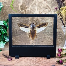 z34a Lg Water Bug Floating beetle dspy Entomology Taxidermy Oddities Curiosities