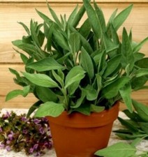  Sage Seeds * Garden Salvia Decorative* perennial herb Fresh