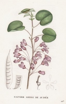 Gainier Arbre de Judee flower Botanic Kupferstich engraving Saint-Hilaire