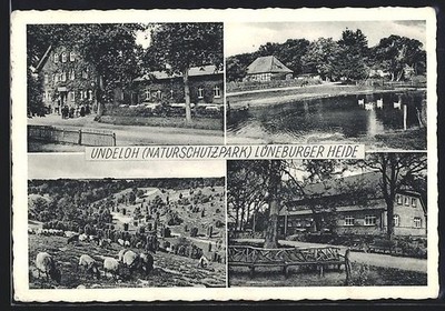 Postcard Undeloh about Tostedt, Guest House H. Heilmann, Pond and Pasture 