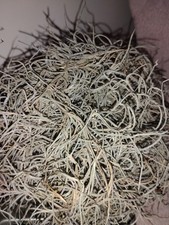 Fresh Live Spanish Moss from Florida - 1 Gallon size - Air Plant mulch, crafts