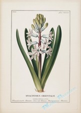 Photo A4 Planche Botanique Vintage Fleur Illustration Poster Art Print 6704