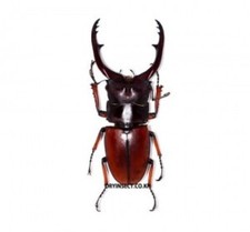 Lucanidae : Prosopocoilus astacoides pallidipennis 60-69mm A1 Wild