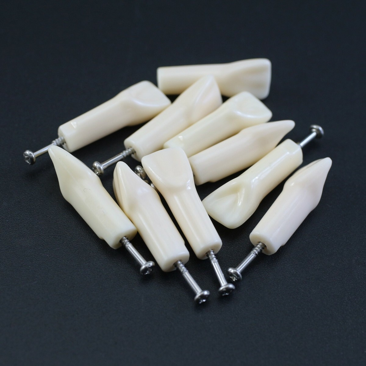 Dental Replacement Screw-in Teeth Typodont Model Fit Kilgore NISSIN 200 - Foto 9