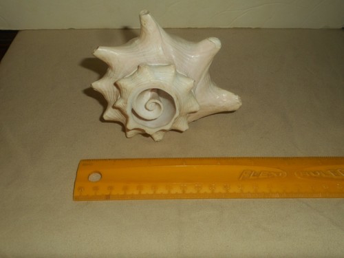 Vintage handgeschnitzte Muschel Muschel Skulptur Maritim Volkskunst Schnitzerei - Bild 11 von 12