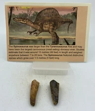 Spinosaurus Teeth Dinosaur F0SSIL Before T Rex Cretaceous K726