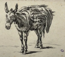 Original Drawing Collection The Beuffe Animalia 19th Century