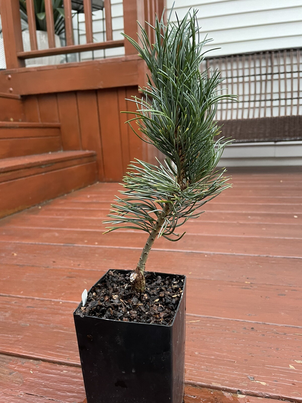 Pinus Parviflora “Cleary” eBay