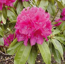 Großblumige Rhododendron Old Port 30-40cm - Alpenrose