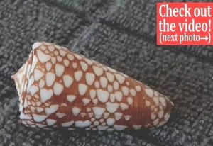 Conus victor f. gisellelieae #34  38.0mm RARE GOLDEN BEAUTY from Indonesia